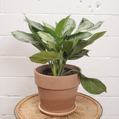 Chinese evergreen, Philippine evergreen (Aglaonema) in a 10 inch pot. Indoor plant for sale by Promise Supply for delivery and pickup in Toronto