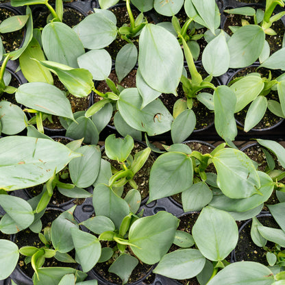 Silver Sword (Philodendron hastatum) in a 4 inch pot. Indoor plant for sale by Promise Supply for delivery and pickup in Toronto