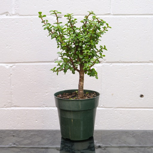 Elephant Bush Jade (Portulacaria afra) in a 6 inch pot. Indoor plant for sale by Promise Supply for delivery and pickup in Toronto