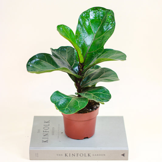 The Fiddle Leaf Fig, Banjo Fig, Fig Tree (Ficus lyrata) in a 5 inch pot. Indoor plant for sale by Promise Supply for delivery and pickup in Toronto