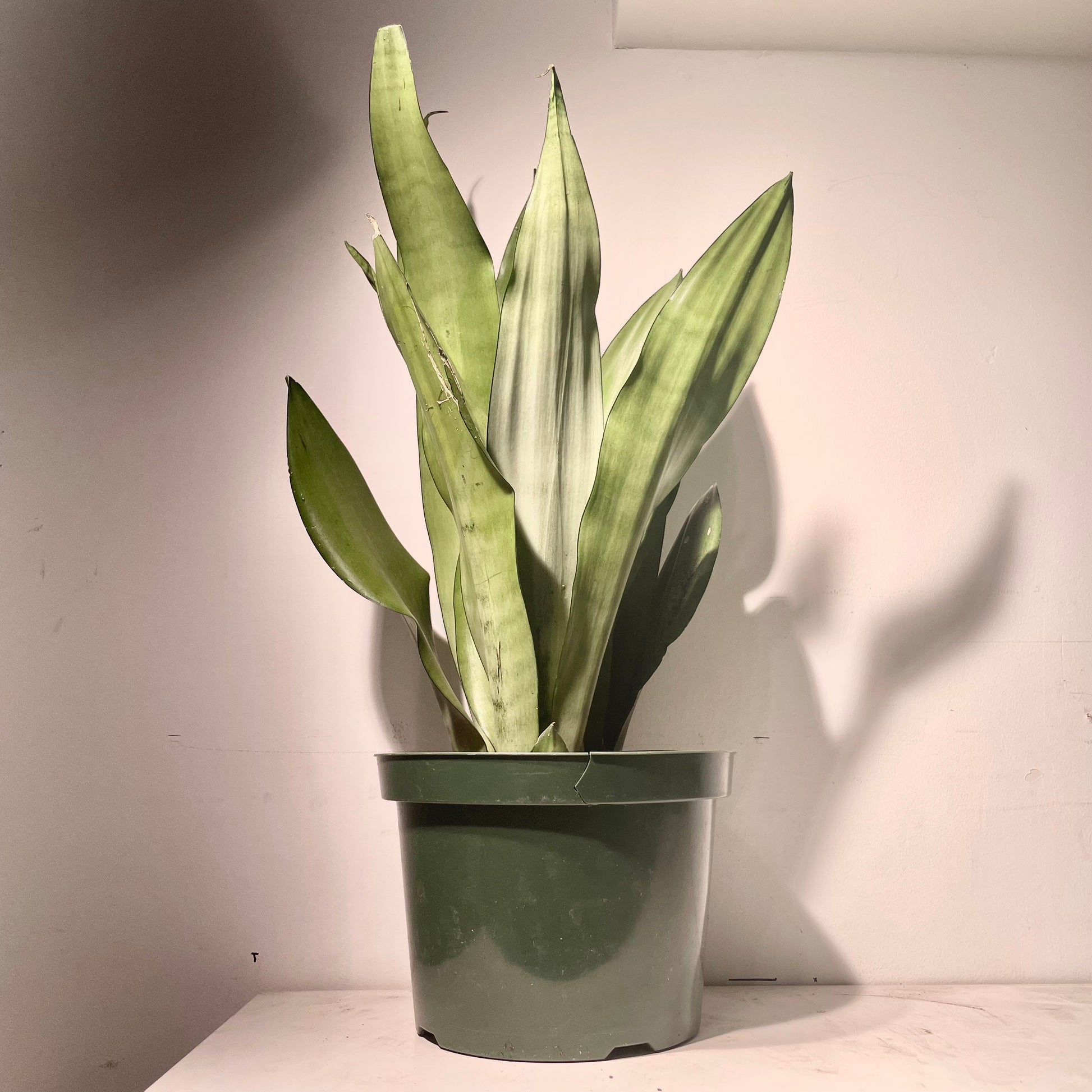 Snake Plant (Sansevieria trifasciata) in a 8 inch pot. Indoor plant for sale by Promise Supply for delivery and pickup in Toronto