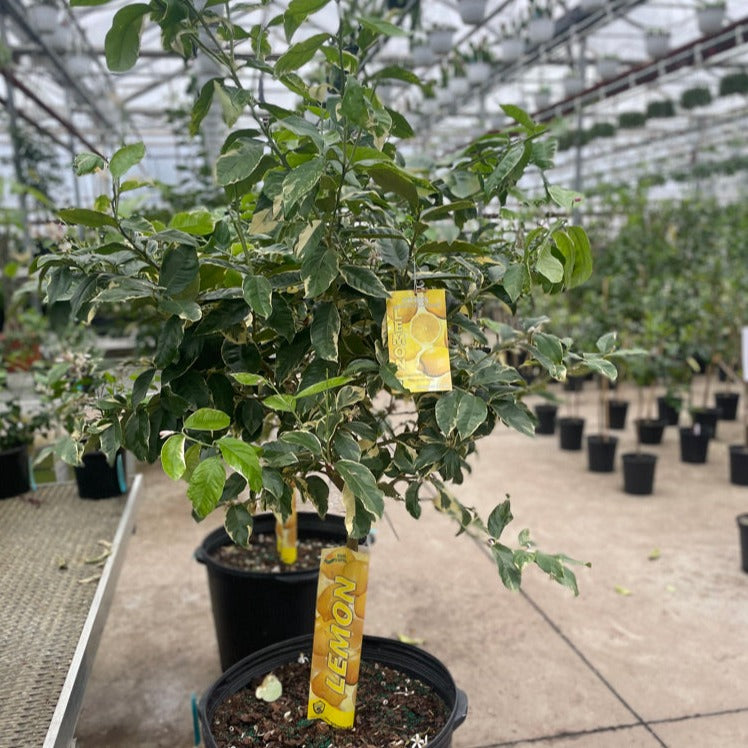 Variegated Pink Lemon Tree (Citrus limon) in a 26 inch pot. Indoor plant for sale by Promise Supply for delivery and pickup in Toronto