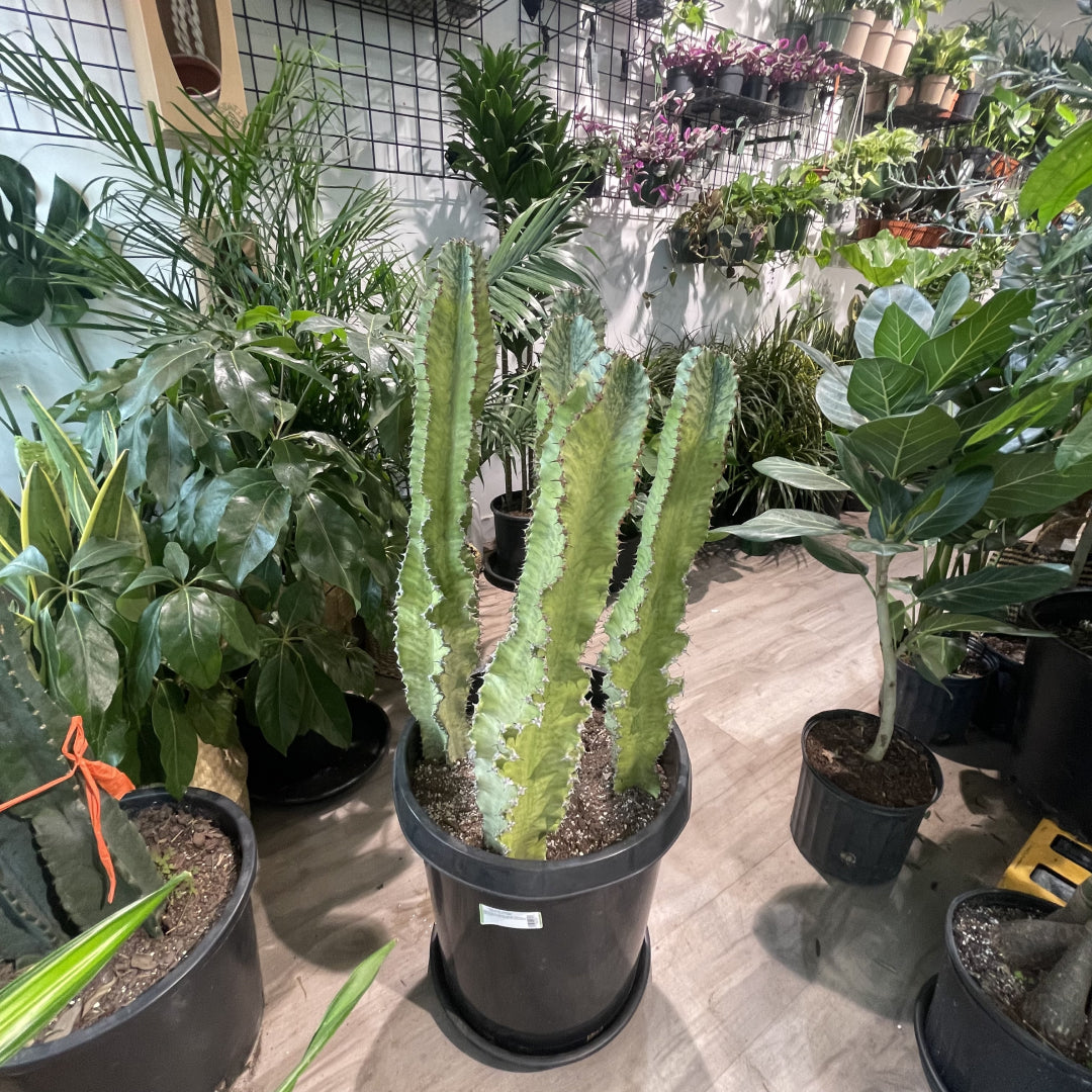 Variegated African Candelabra Cactus (Euphorbia ammak) in a 16 inch pot. Indoor plant for sale by Promise Supply for delivery and pickup in Toronto