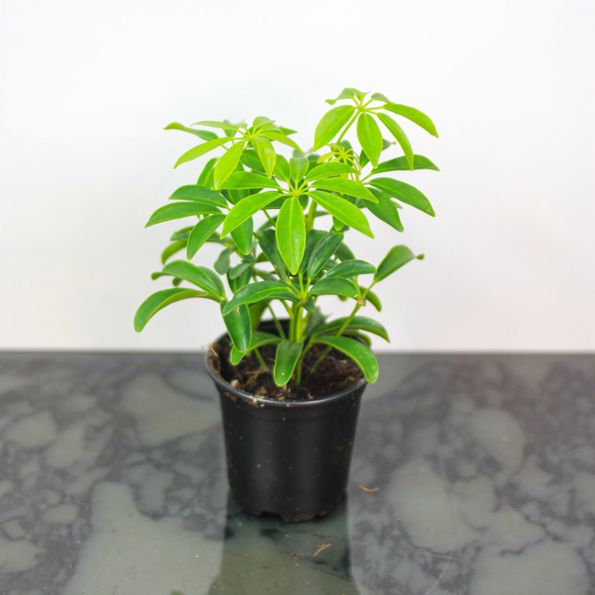 Dwarf Umbrella Tree (Schefflera arboricola) in a 4 inch pot. Indoor plant for sale by Promise Supply for delivery and pickup in Toronto