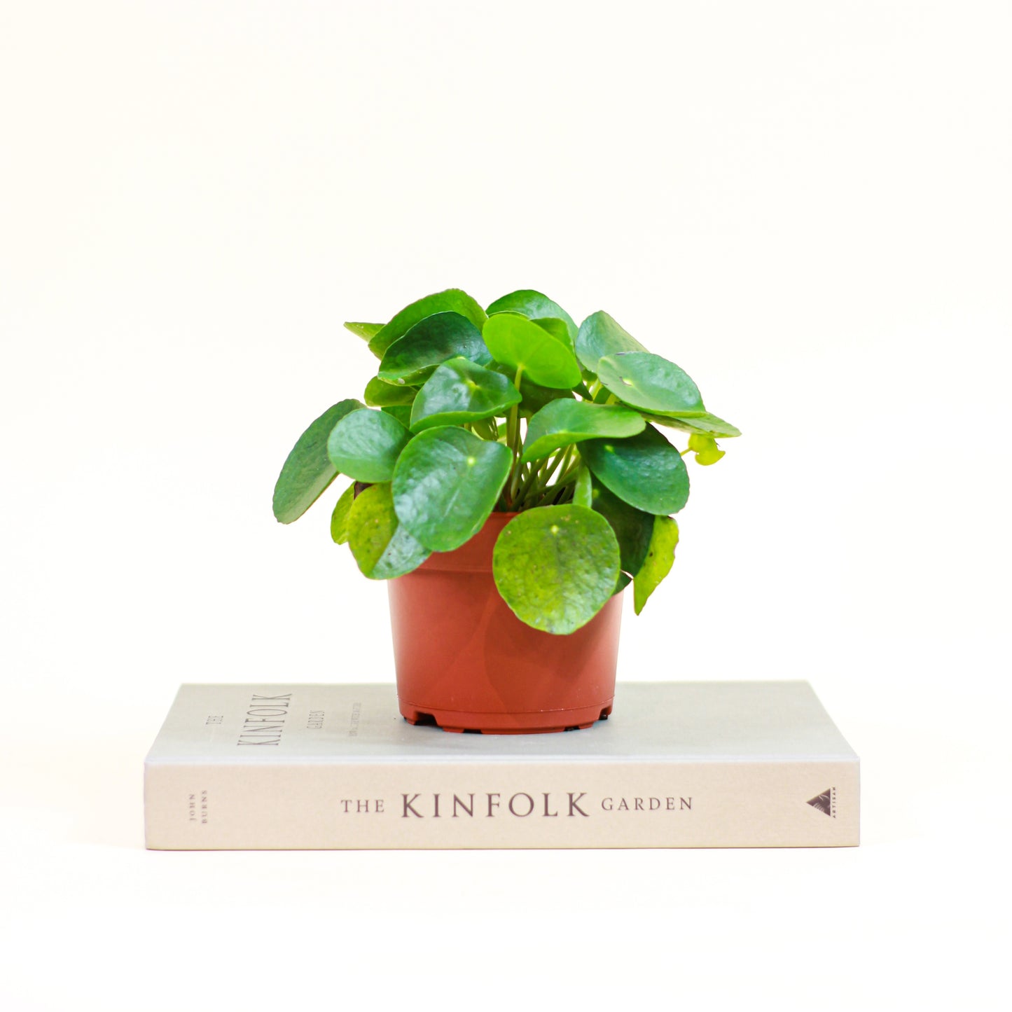 Chinese Money Plant (Pilea peperomioides) in a 5 inch pot. Indoor plant for sale by Promise Supply for delivery and pickup in Toronto