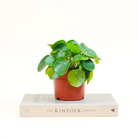 Chinese Money Plant (Pilea peperomioides) in a 6 inch pot. Indoor plant for sale by Promise Supply for delivery and pickup in Toronto