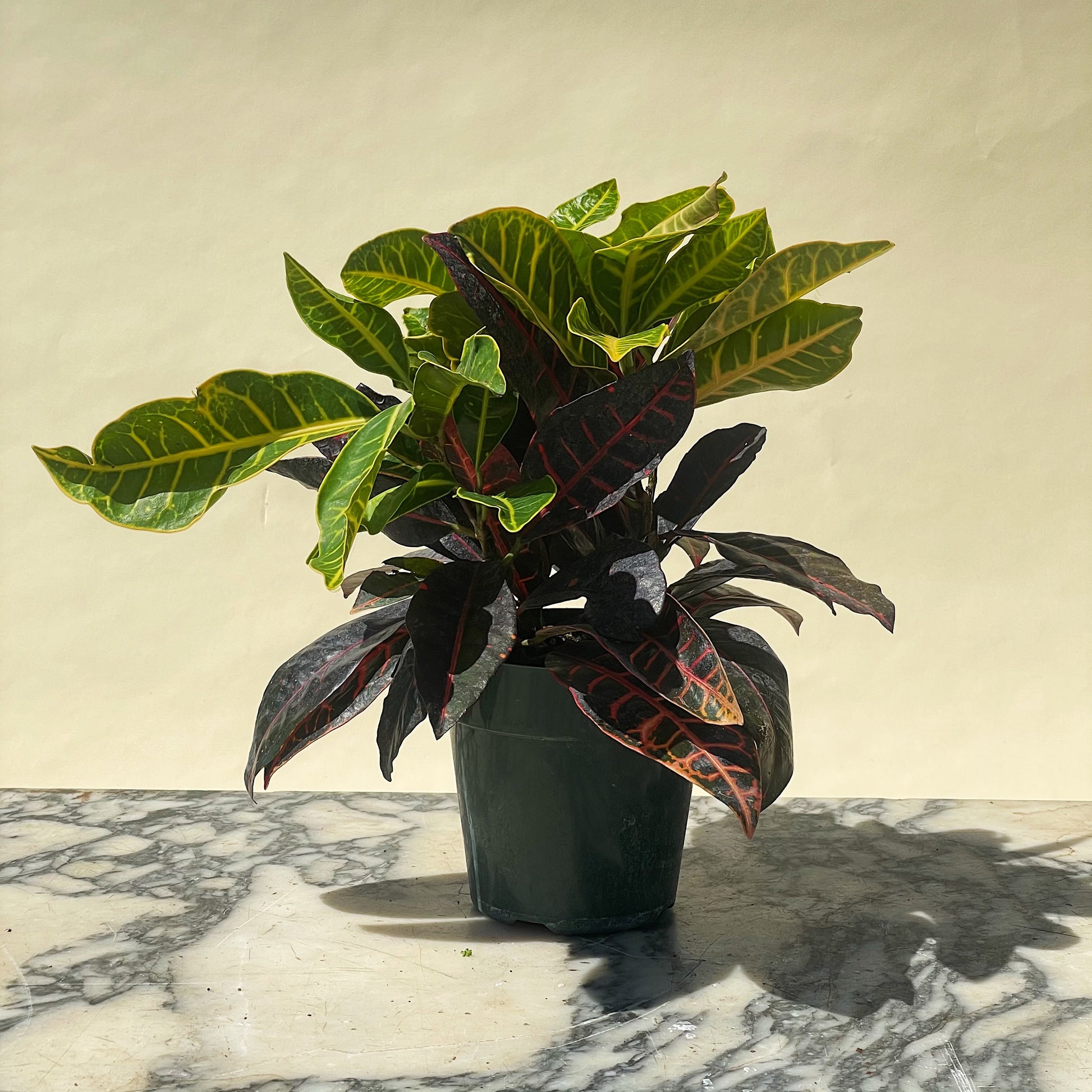 Croton Petra (Codiaeum variegatum) in a 6 inch pot. Indoor plant for sale by Promise Supply for delivery and pickup in Toronto