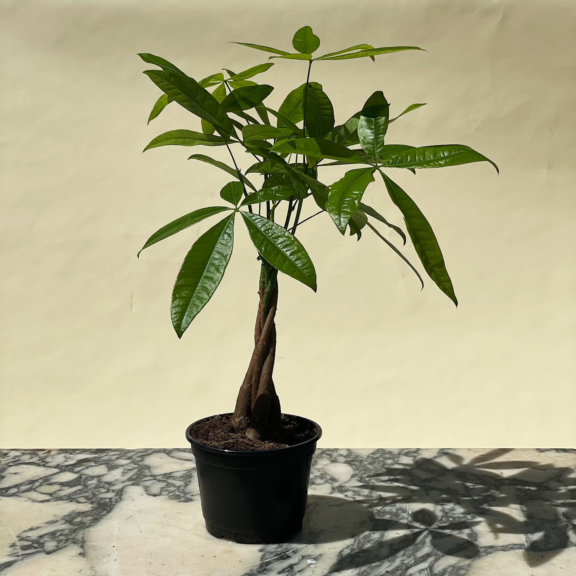 Money Tree (Pachira aquatica) in a 6 inch pot. Indoor plant for sale by Promise Supply for delivery and pickup in Toronto