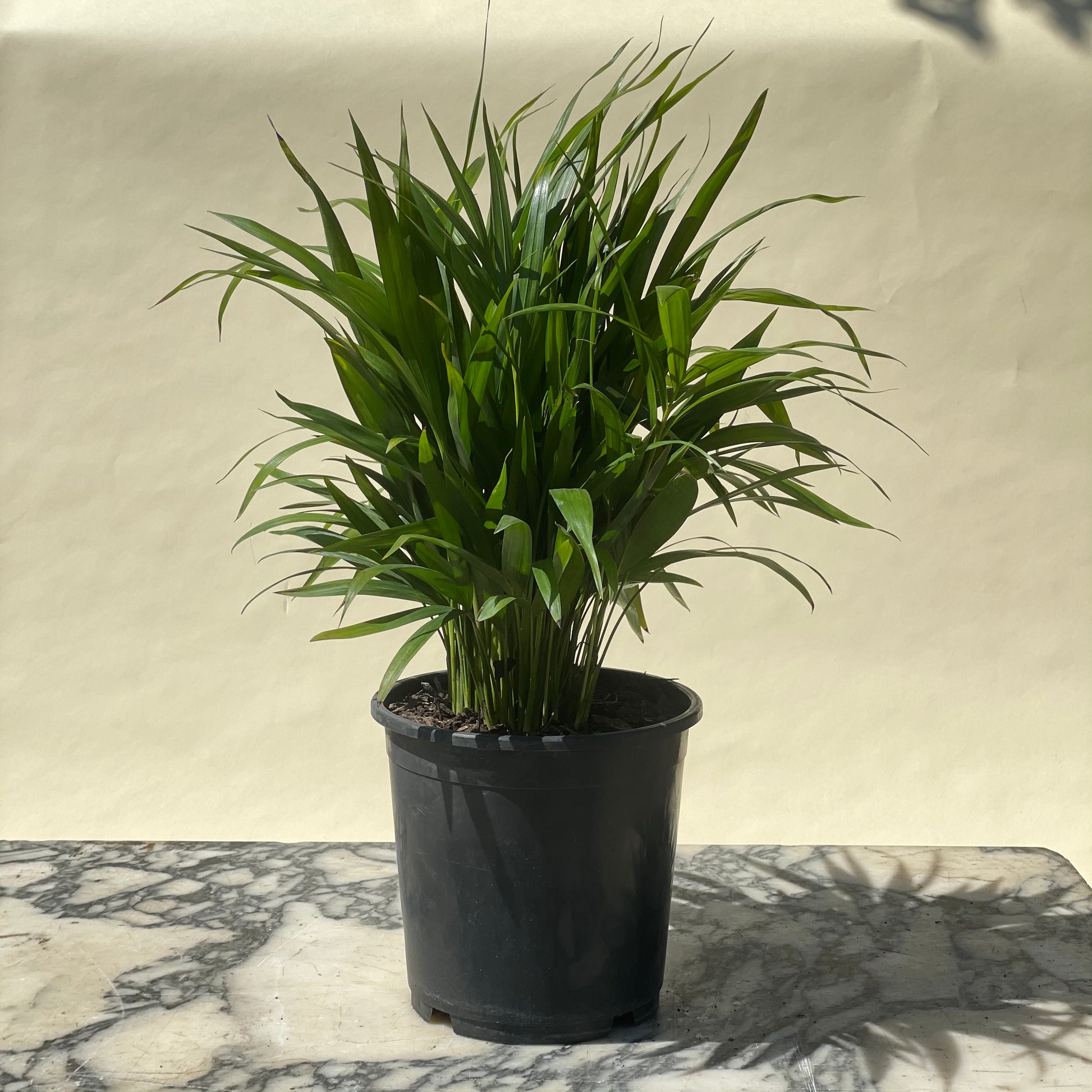 Bamboo Palm (Dypsis lutescens) in a 7 inch pot. Indoor plant for sale by Promise Supply for delivery and pickup in Toronto