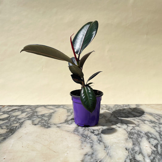 Burgundy Rubber Plant (Ficus elastica) in a 4 inch pot. Indoor plant for sale by Promise Supply for delivery and pickup in Toronto