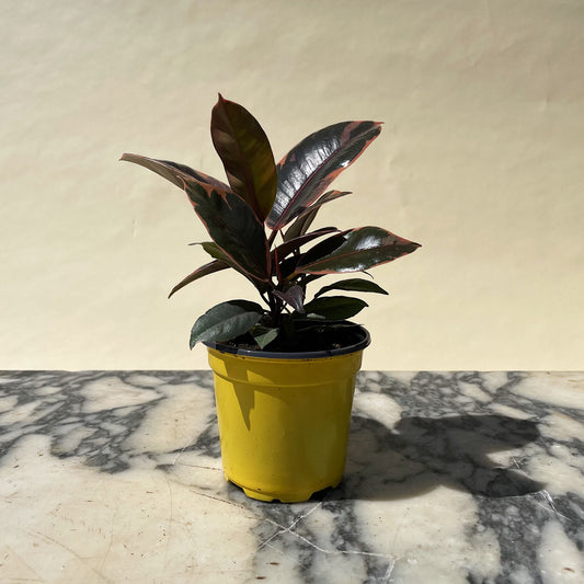 Ruby Rubber Plant (Ficus elastica) in a 4 inch pot. Indoor plant for sale by Promise Supply for delivery and pickup in Toronto