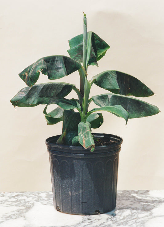 Dwarf Banana Plant (Ensete ventricosum) in a 10 inch pot. Indoor plant for sale by Promise Supply for delivery and pickup in Toronto