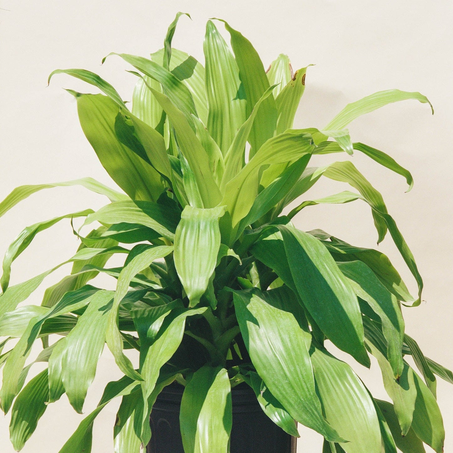 Corn plant, Cornstalk plant, Lemon Lime Dracaena (Dracaena fragrans) in a 8 inch pot. Indoor plant for sale by Promise Supply for delivery and pickup in Toronto