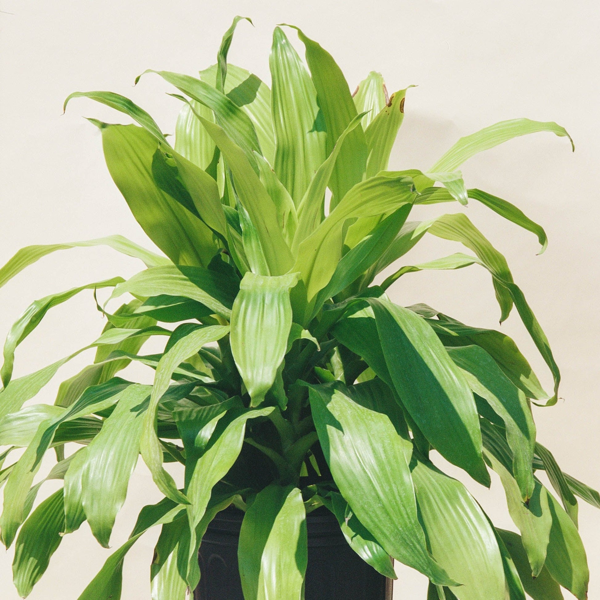 neon dracaena Neon Cane Bush: Limelight Dracaena - 8" Pot