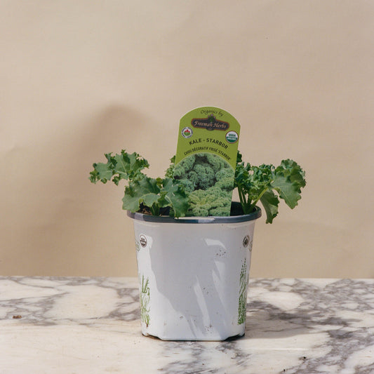 Kale 'Starbor' Plant - 4.5 inch pot