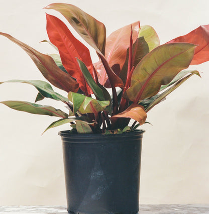 Prince of Orange Philo: Philodendron - 10 inch pot - 1 foot tall — indoor plant — indoor plant for sale by Promise Supply for delivery and pickup in Toronto.