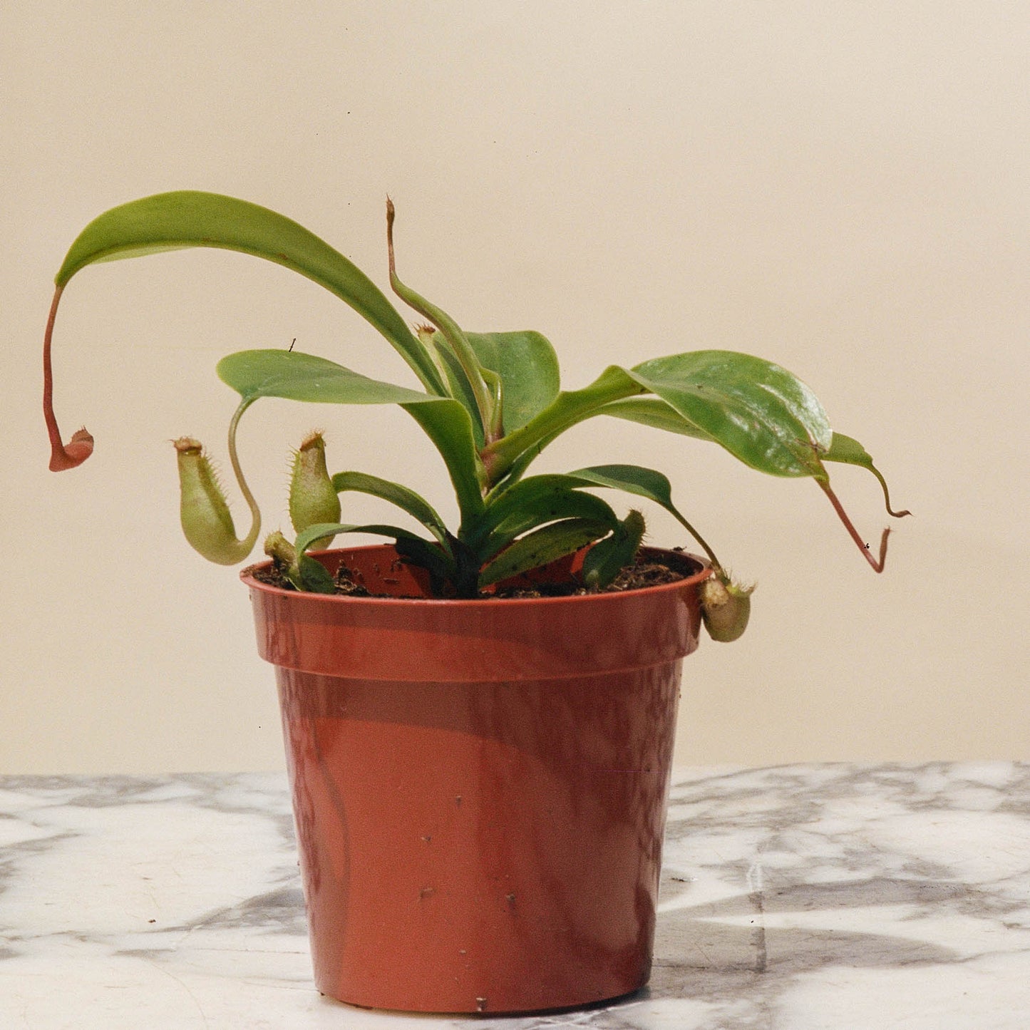 Asian Pitcher Plant (Nepenthes) in a 4 inch pot. Indoor plant for sale by Promise Supply for delivery and pickup in Toronto