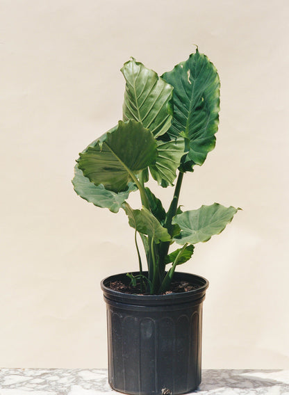 Elephant Ear, Taro (Alocasia odora) in a 10 inch pot. Indoor plant for sale by Promise Supply for delivery and pickup in Toronto