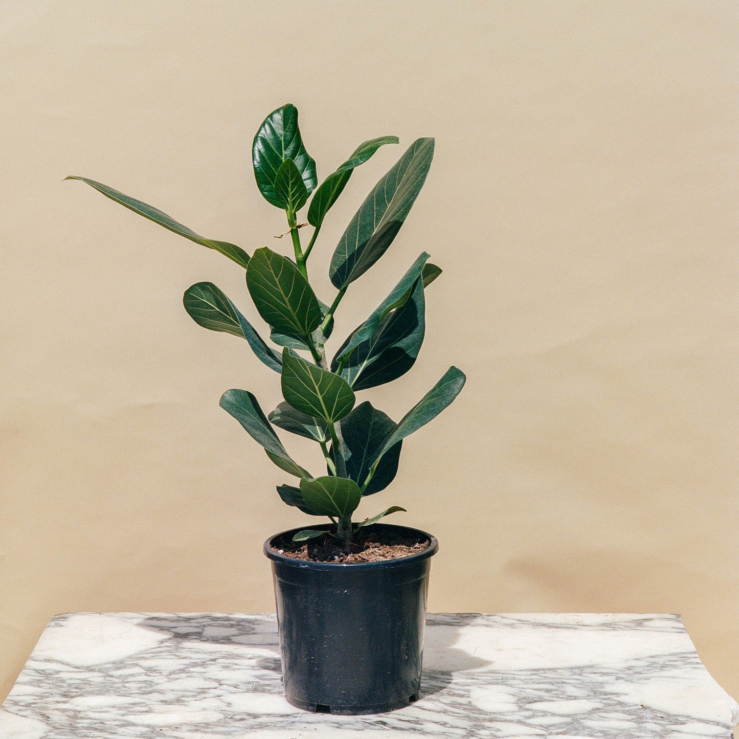 Ficus benghalensis: Ficus Audrey - 7 inch pot