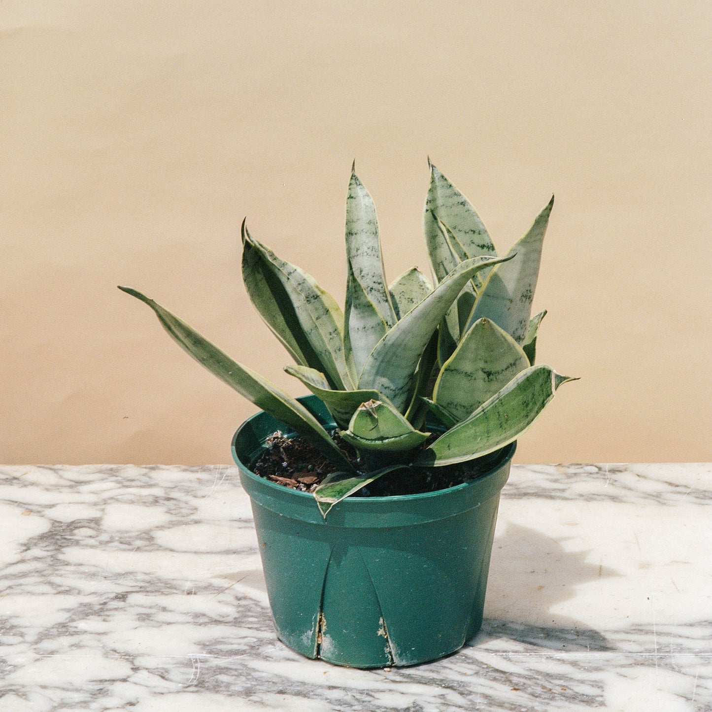 Night Owl Snake Plant (Sansevieria) in a 6 inch pot. Indoor plant for sale by Promise Supply for delivery and pickup in Toronto