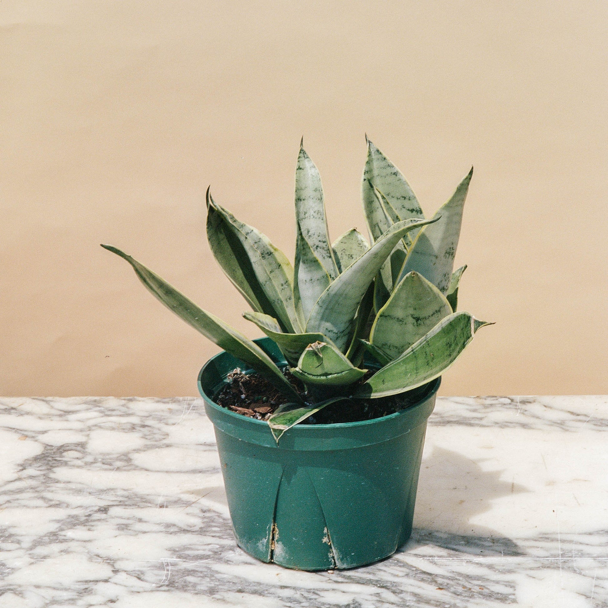 night owl snake plant Night Owl Snake Plant: Sansevieria - 6" Pot