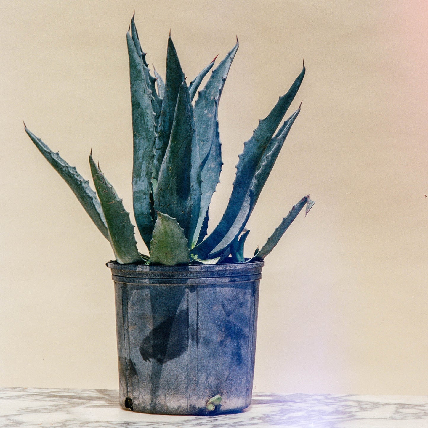 Mescal Agave (Agave deserti) in a 10 inch pot. Indoor plant for sale by Promise Supply for delivery and pickup in Toronto