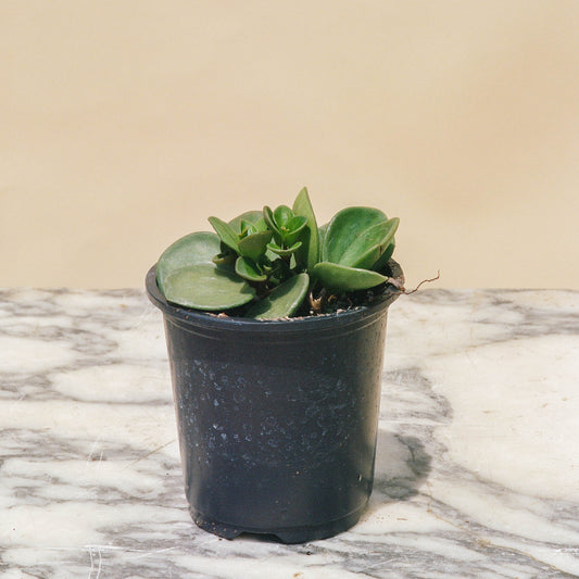Peperomia Hope (Peperomia perciliata) in a 2 inch pot. Indoor plant for sale by Promise Supply for delivery and pickup in Toronto