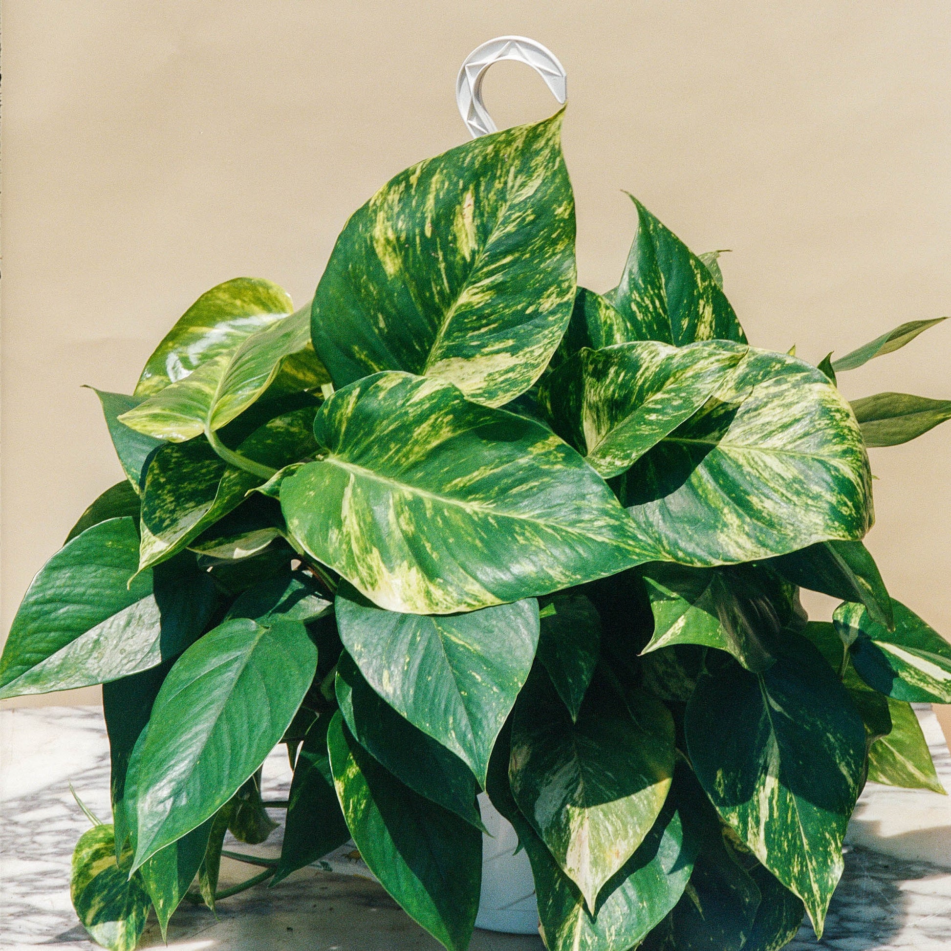golden devil's ivy-pothos epipremnum Golden Pothos: Epipremnum Aureum - 8" Pot
