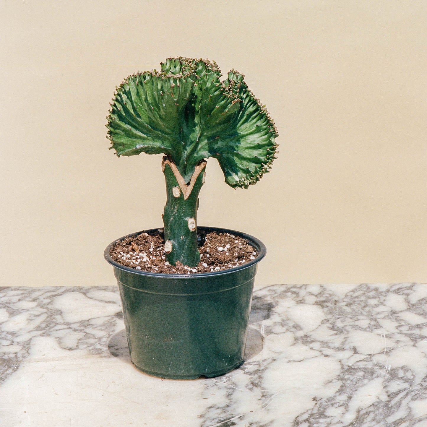 Green Coral Cactus (Euphorbia lactea) in a 6 inch pot. Indoor plant for sale by Promise Supply for delivery and pickup in Toronto