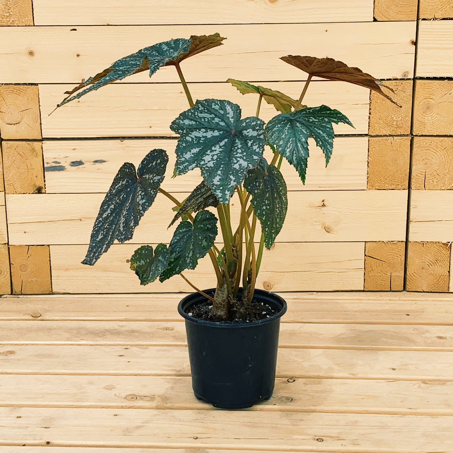 Cane Begonia (Begonia) in a 4 inch pot. Indoor plant for sale by Promise Supply for delivery and pickup in Toronto