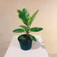 Yellow Gem Fig (Ficus altissima) in a 6 inch pot. Indoor plant for sale by Promise Supply for delivery and pickup in Toronto