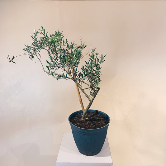 Olive Tree (Olea europaea 'Arbequina') in a 10 inch pot. Indoor plant for sale by Promise Supply for delivery and pickup in Toronto