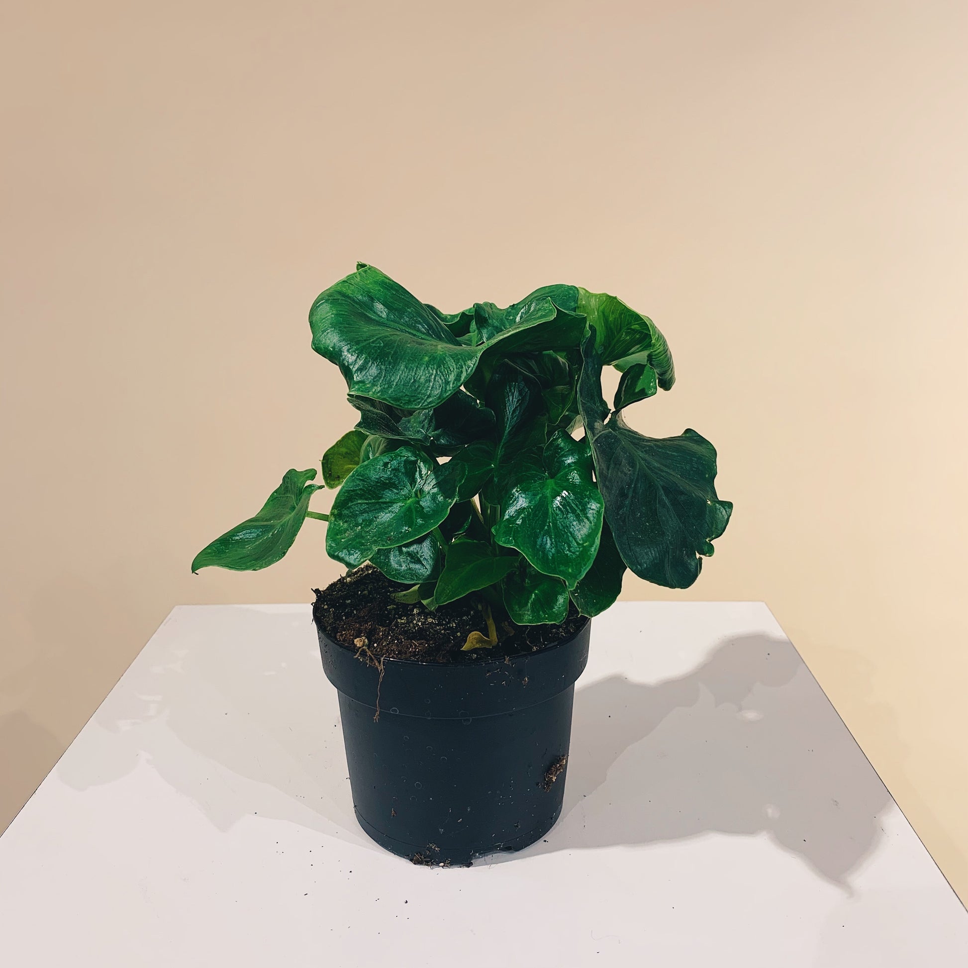 Atom Philo (Philodendron) in a 5 inch pot. Indoor plant for sale by Promise Supply for delivery and pickup in Toronto
