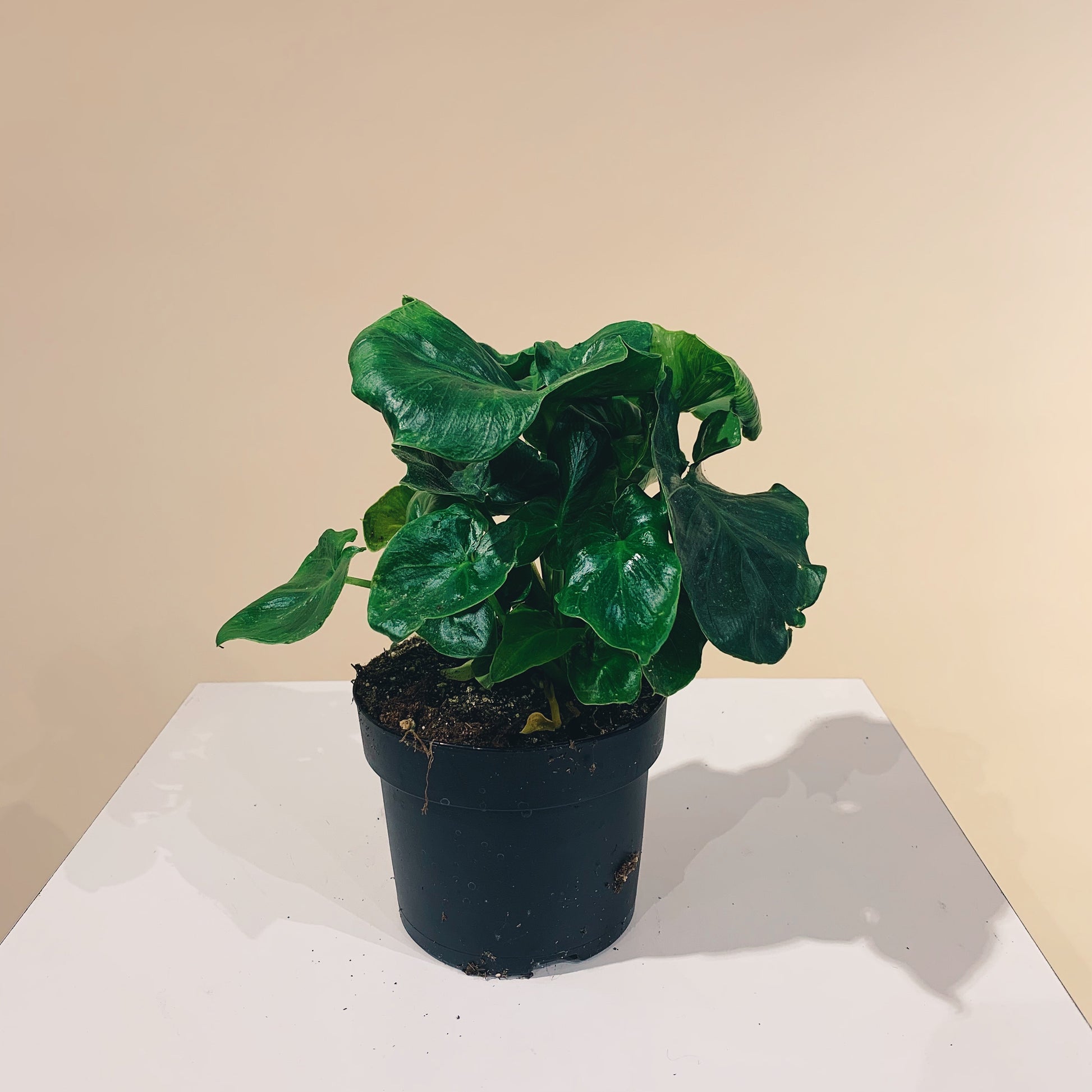 philodendron bipinnatifidum atom Atom Plant: Philodendron - 5" Pot