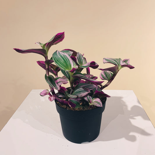Bubblegum Wandering Dude (Tradescantia) in a 5 inch pot. Indoor plant for sale by Promise Supply for delivery and pickup in Toronto