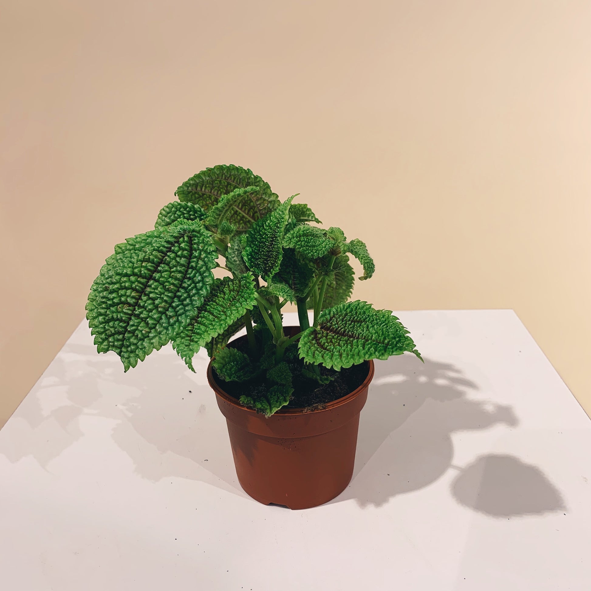 Pilea (Pilea mollis) in a 4 inch pot. Indoor plant for sale by Promise Supply for delivery and pickup in Toronto
