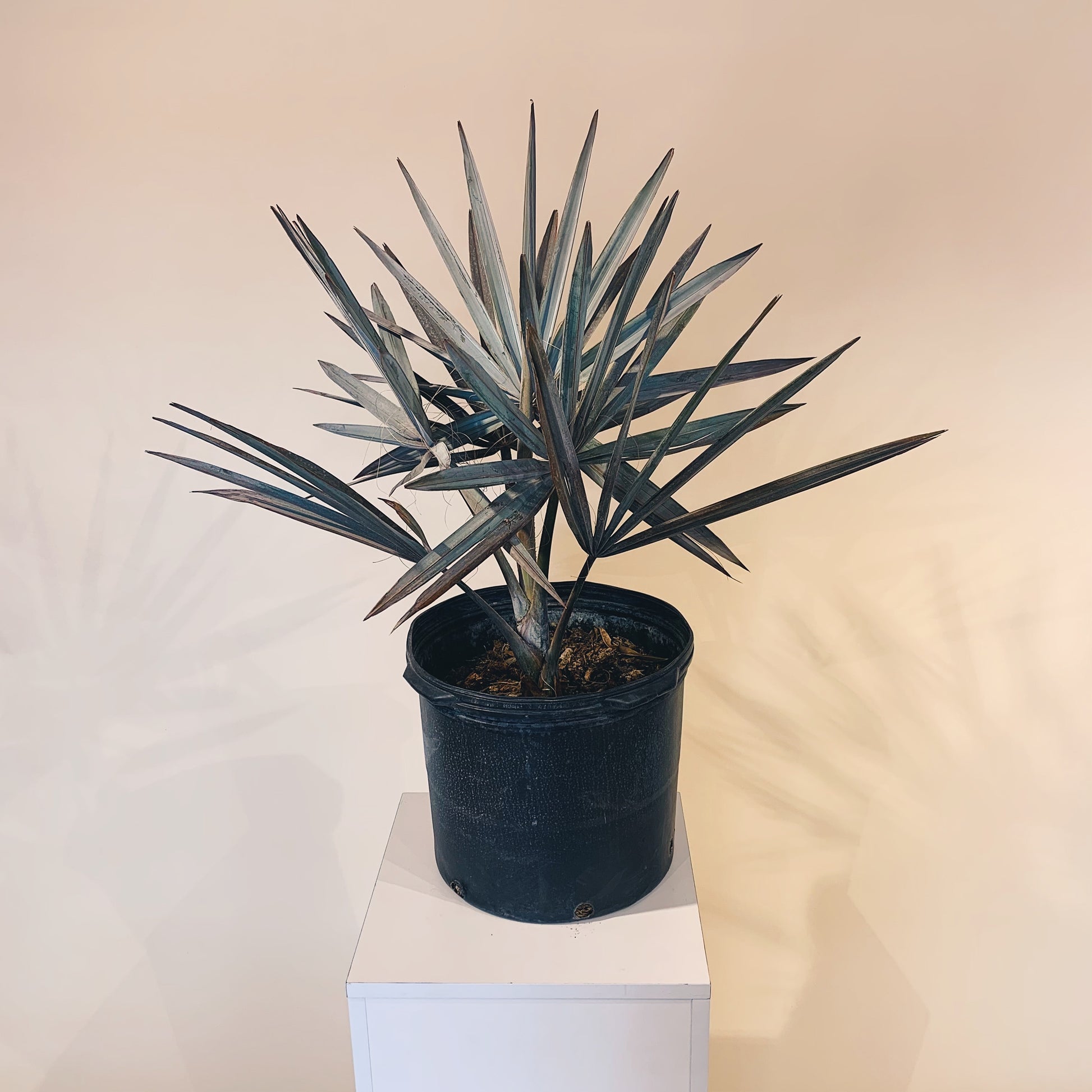 Silver Fan Palm (Bismarckia nobilis) in a 14 inch pot. Indoor plant for sale by Promise Supply for delivery and pickup in Toronto