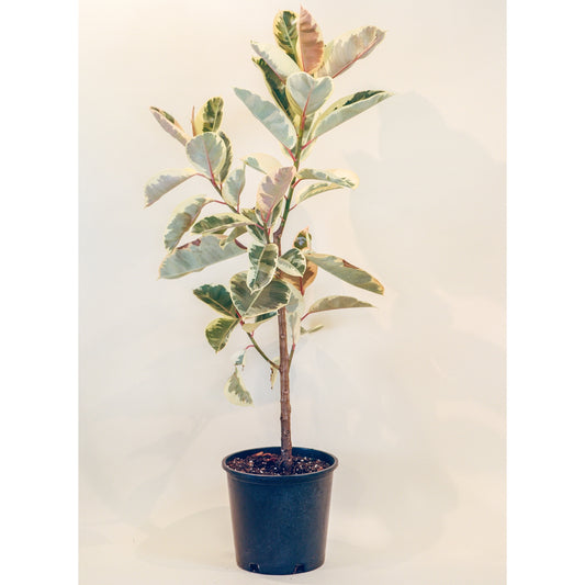 Tineke Rubber Tree, (Ficus elastica) in a 14 inch pot. Indoor plant for sale by Promise Supply for delivery and pickup in Toronto