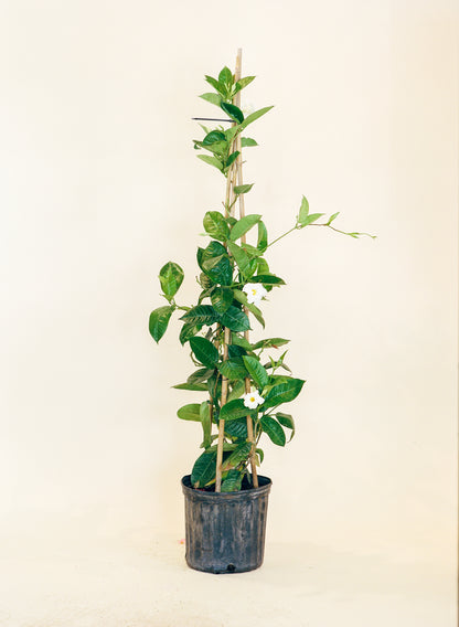 Mandevilla Tepee (Mandevilla) in a 10 inch pot. Indoor plant for sale by Promise Supply for delivery and pickup in Toronto