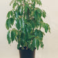 Umbrella Tree, Australia Umbrella Tree (Schefflera actinophylla) in a 14 inch pot. Indoor plant for sale by Promise Supply for delivery and pickup in Toronto
