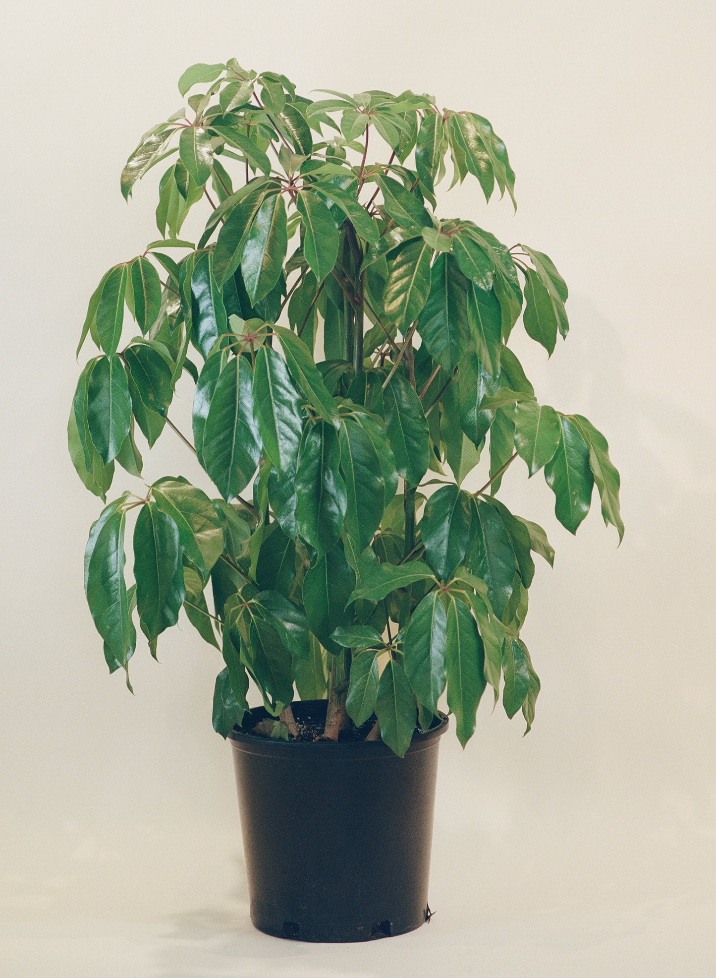 Umbrella Tree, Australia Umbrella Tree (Schefflera actinophylla) in a 14 inch pot. Indoor plant for sale by Promise Supply for delivery and pickup in Toronto