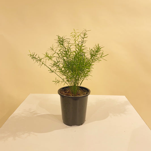 Sprenger Asparagus Fern (Asparagus densiflorus) in a 4 inch pot. Indoor plant for sale by Promise Supply for delivery and pickup in Toronto