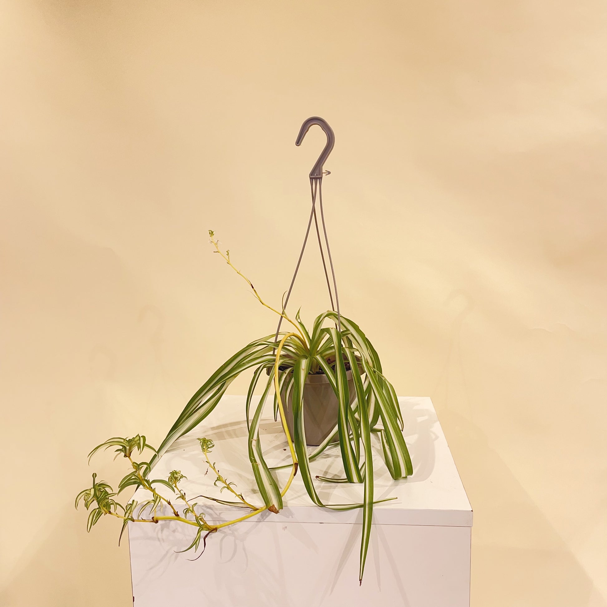 Spider Plant (Chlorophytum comosum) in a 6 inch pot. Indoor plant for sale by Promise Supply for delivery and pickup in Toronto