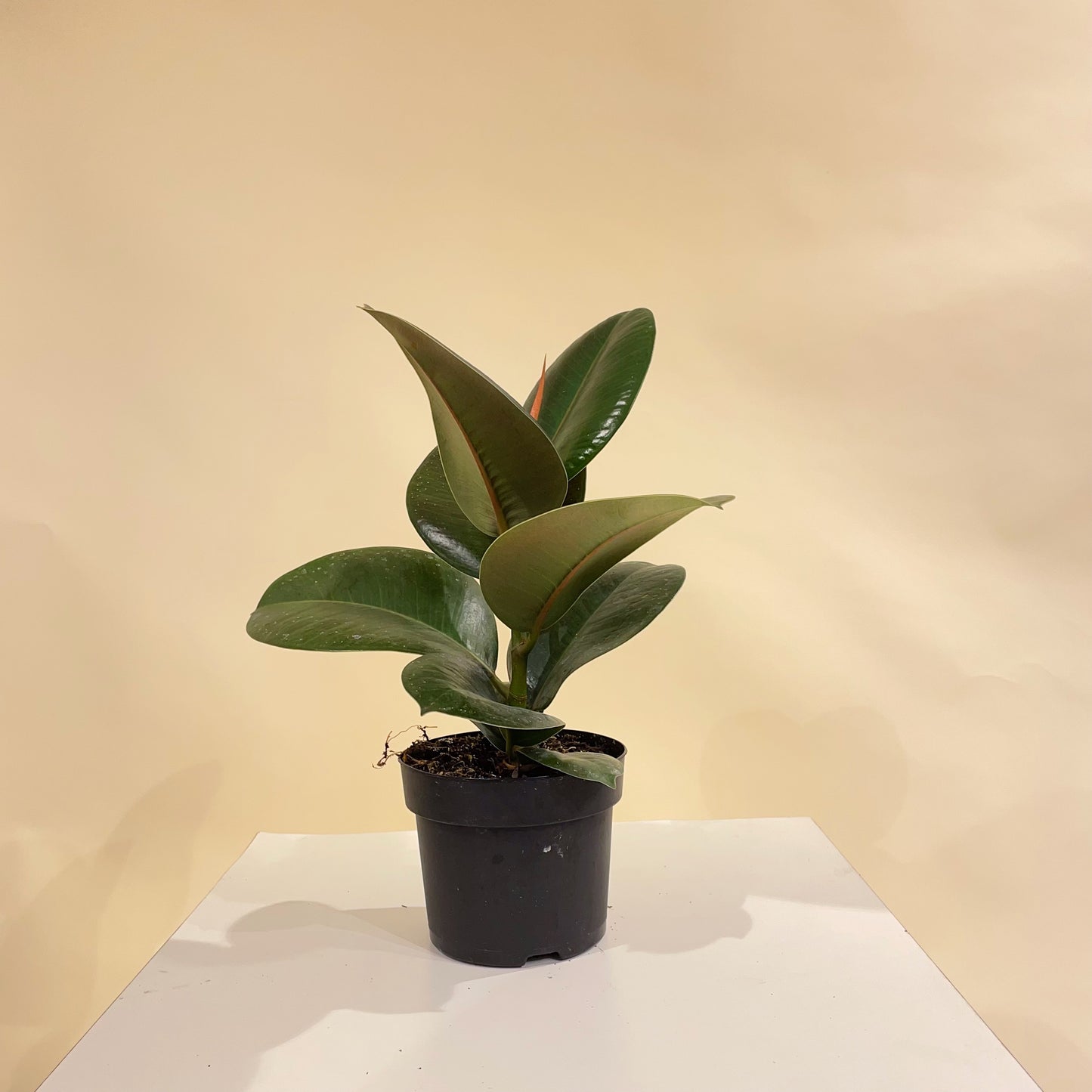 Green Rubber Plant (Ficus elastica) in a 5 inch pot. Indoor plant for sale by Promise Supply for delivery and pickup in Toronto