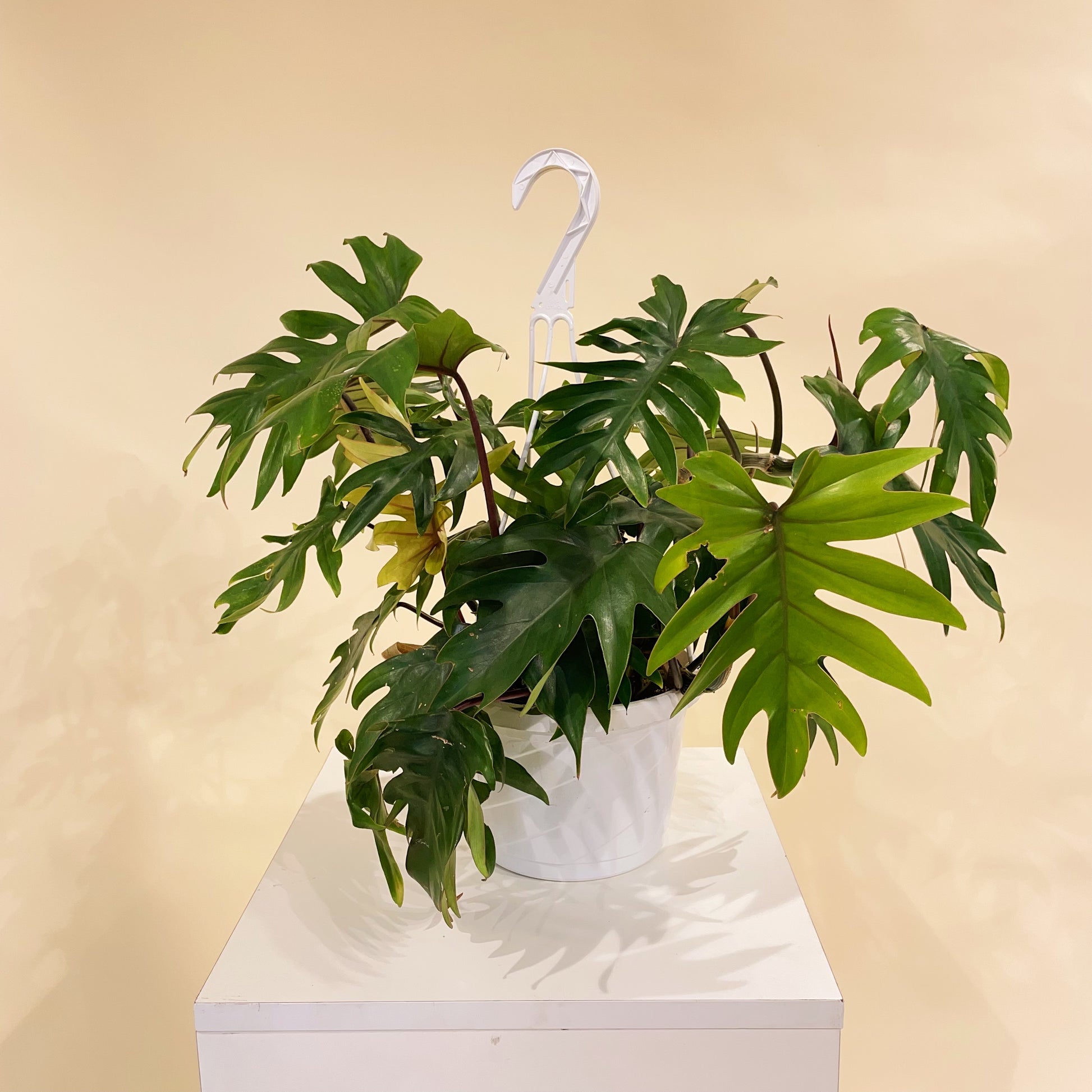 Tahiti Philo (Philodendron) in a 8 inch pot. Indoor plant for sale by Promise Supply for delivery and pickup in Toronto