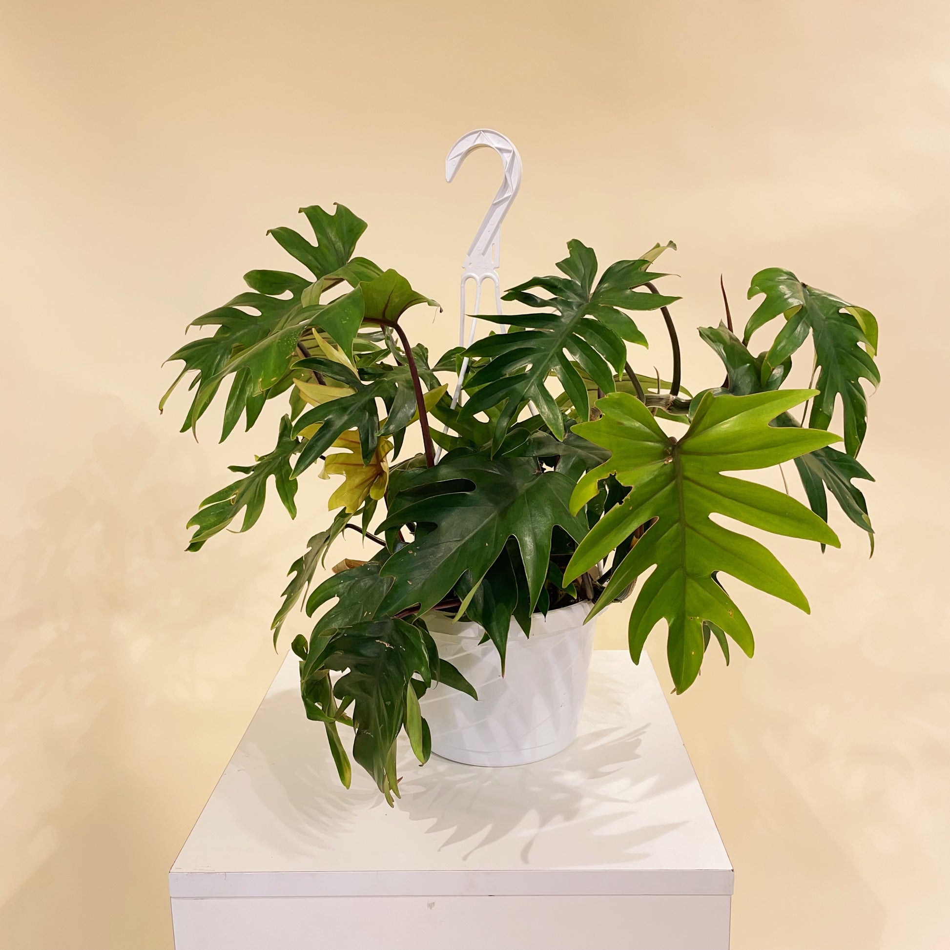 philodendron mayoi tahiti Tahiti Philodendron - 8" Pot