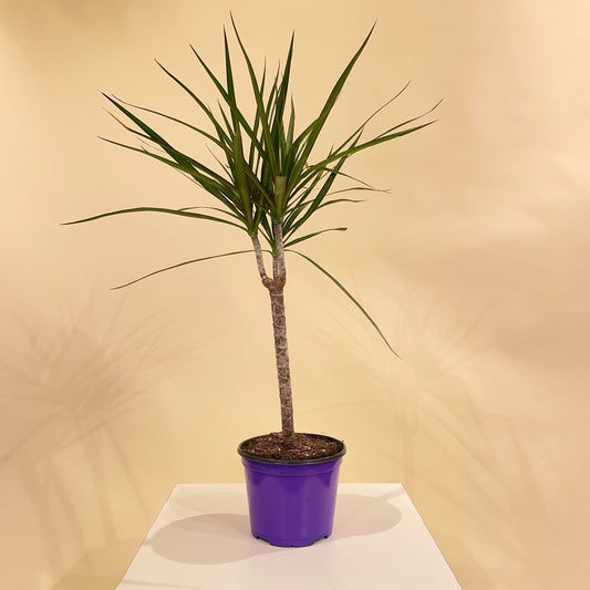 Dracaena marginata: Dragon Tree - 6 inch pot