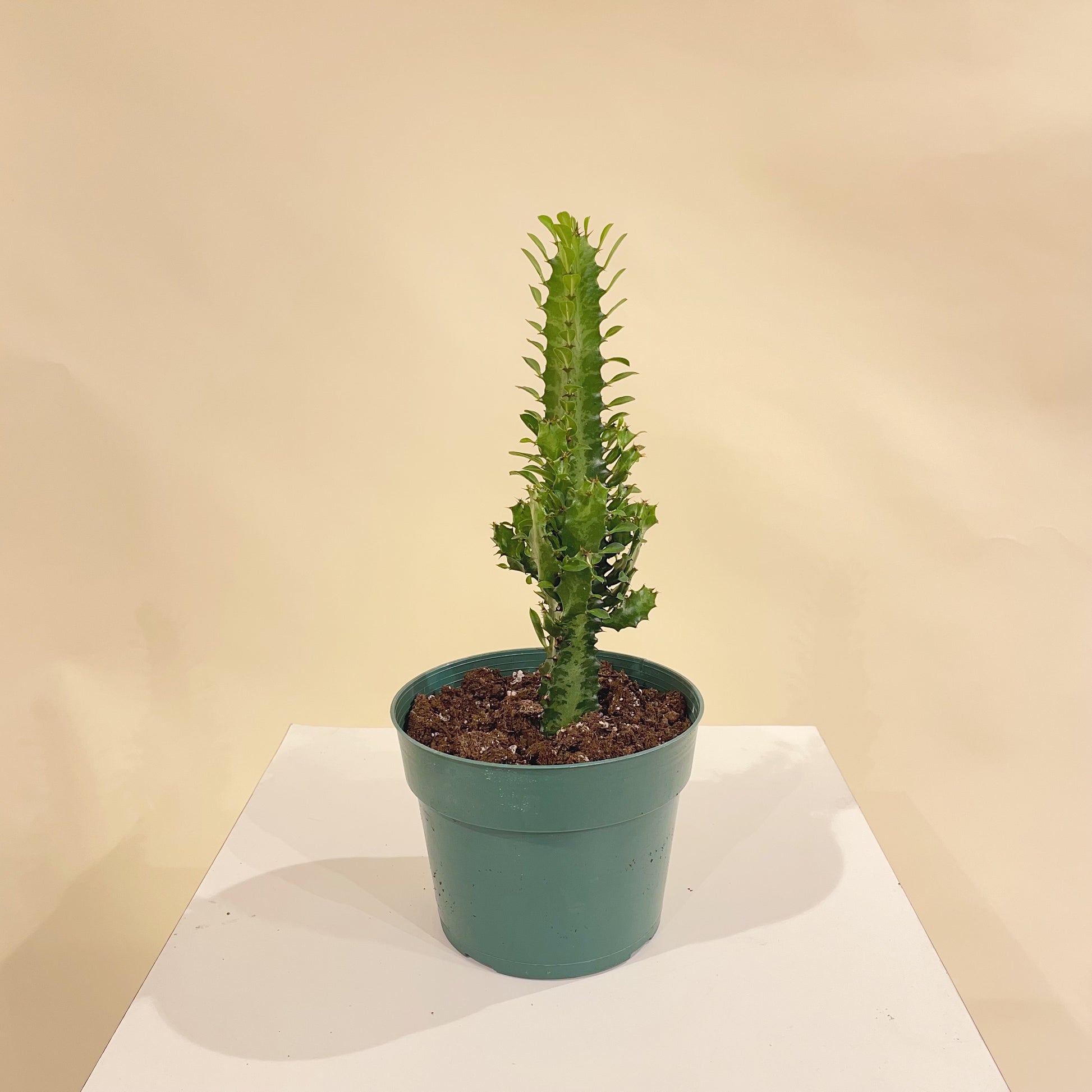 Single Stalk African Milk Tree Cactus (Euphorbia trigona) in a 6 inch pot. Indoor plant for sale by Promise Supply for delivery and pickup in Toronto