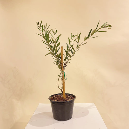 Olive (Olea europaea) in a 6 inch pot. Indoor plant for sale by Promise Supply for delivery and pickup in Toronto