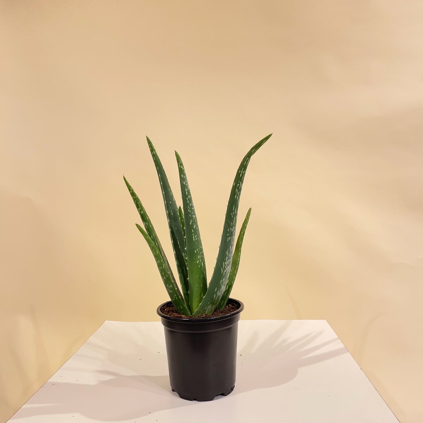 Aloe (Aloe vera) in a 4 inch pot. Indoor plant for sale by Promise Supply for delivery and pickup in Toronto